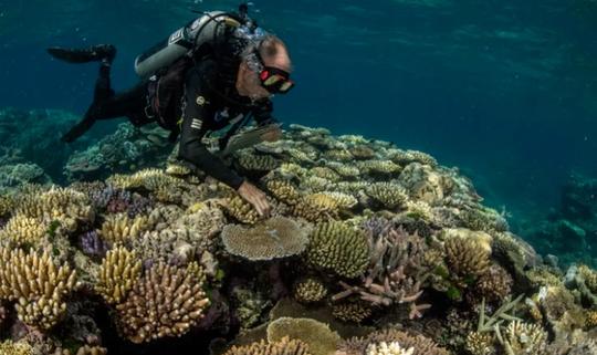 'Coral ark' bids to save biodiversity as global threats to reefs mount
