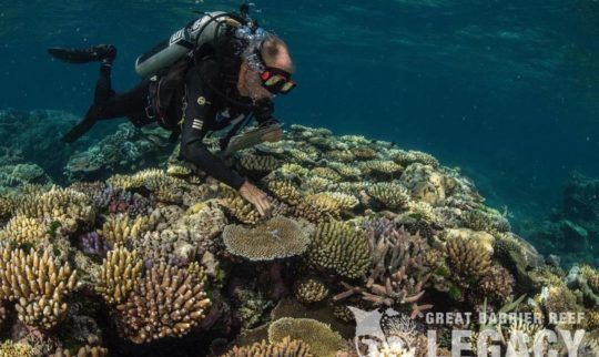 Scientists Discover 'Most Diverse Coral Site' on Great Barrier Reef