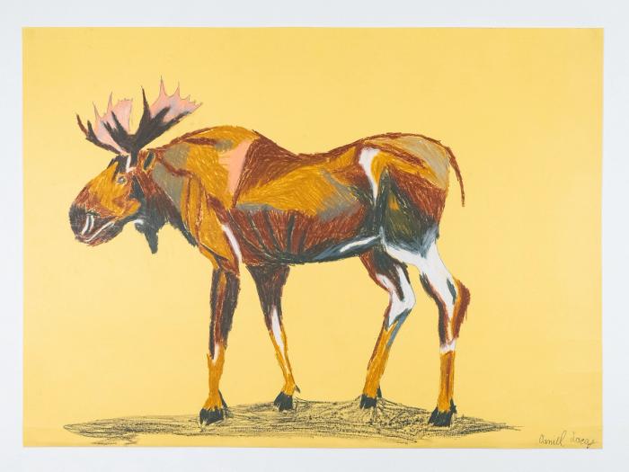 A colored pencil on paper piece of a moose against a pale yellow background.
