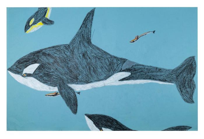 A colored pencil on paper piece of a pod of orca whales swimming underwater.