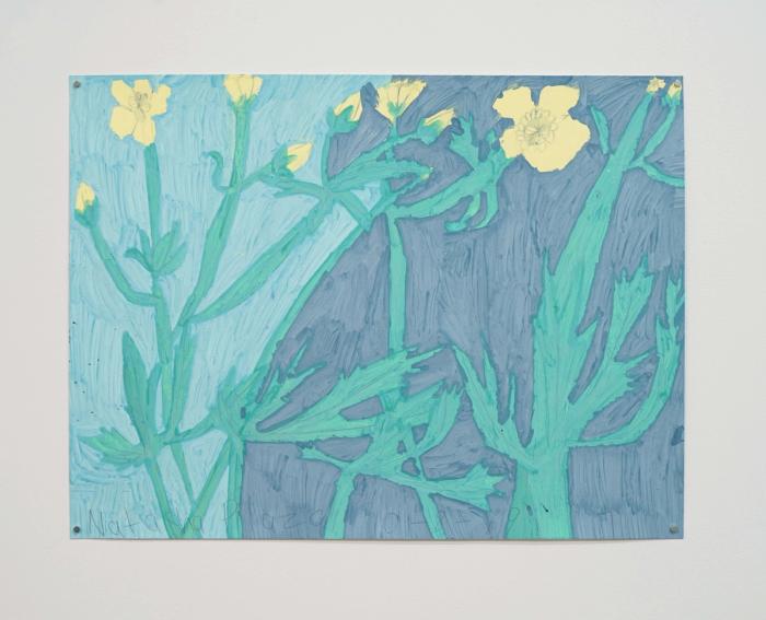 a drawing on paper of yellow flowers, which are small and towards the top of the page, beneath them are big pale green stems and leaves and a blue background