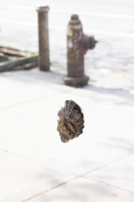 an oyster stuck to a glass window in the foreground. behind it is out of focus street scene with a fire hydrant and a metal pole