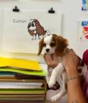 a person with pale tan skin and tattoos holds a small white and orange dog up in front of a drawing of the same dog with handwritten text that says 'Earnest'