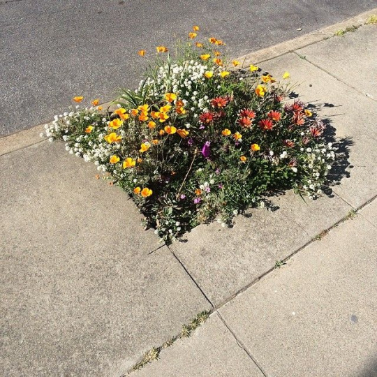 a photograph of pavement, with a square in the sidewalk missing and instead full of blooming wildflowers.