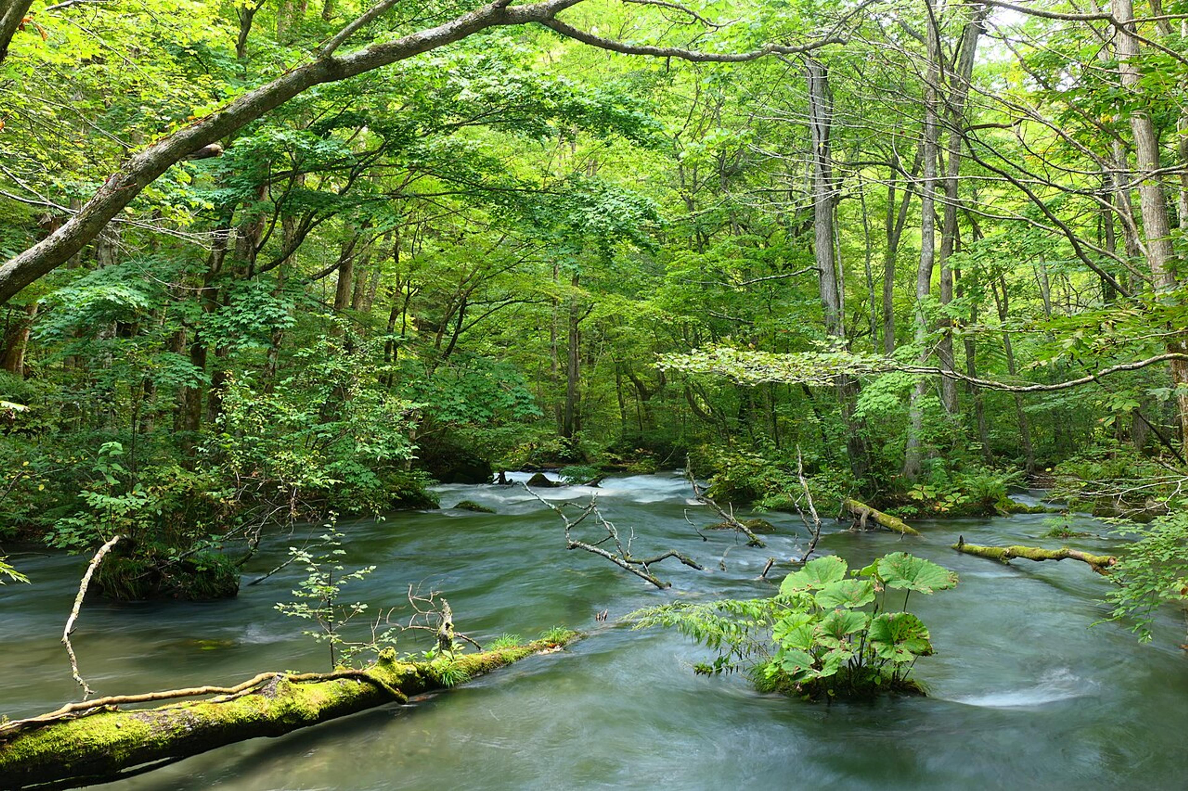 The Forgotten North: Tohoku's Quieter Side