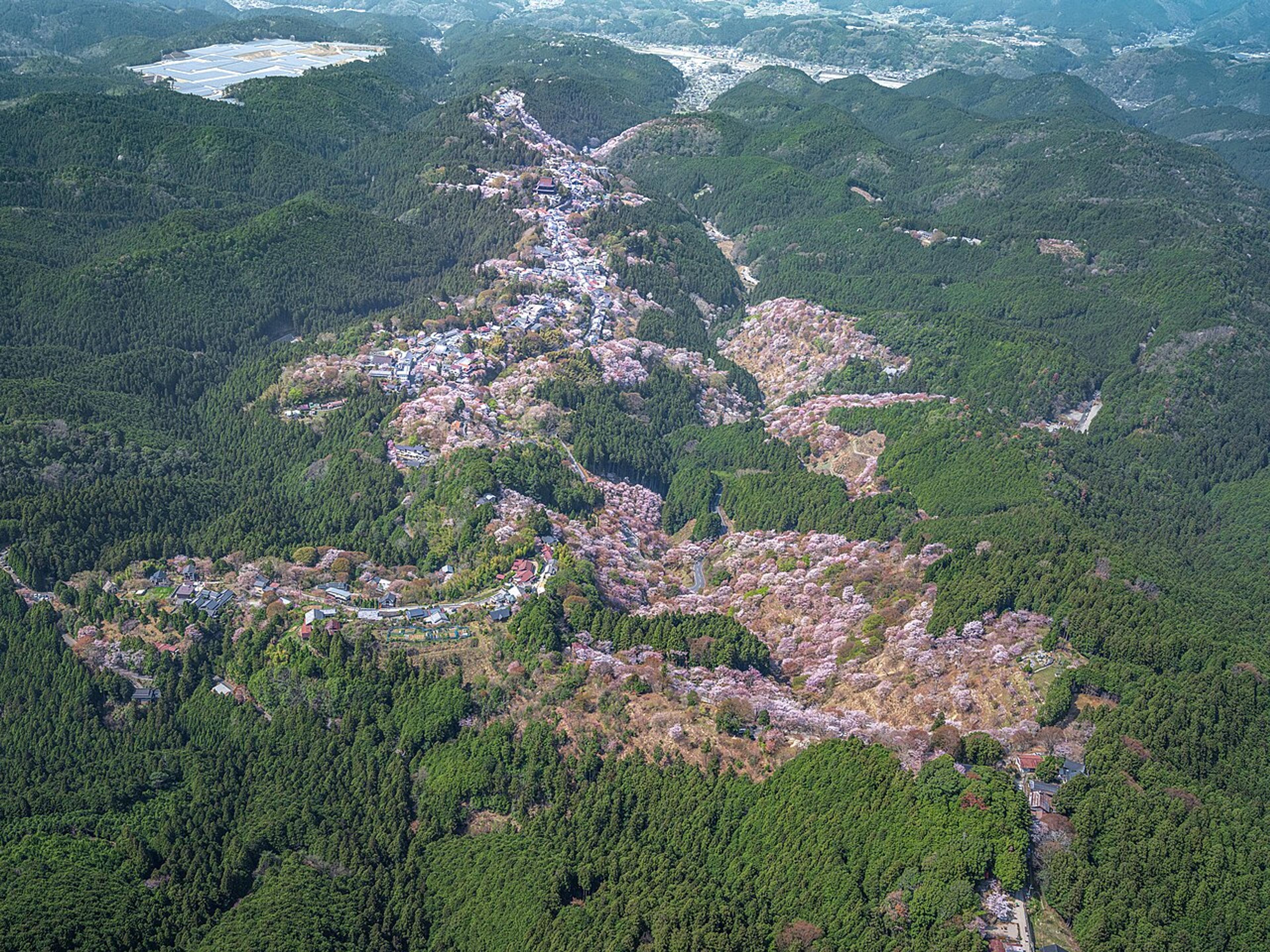 Yoshino: A Mountain of Cherry Trees