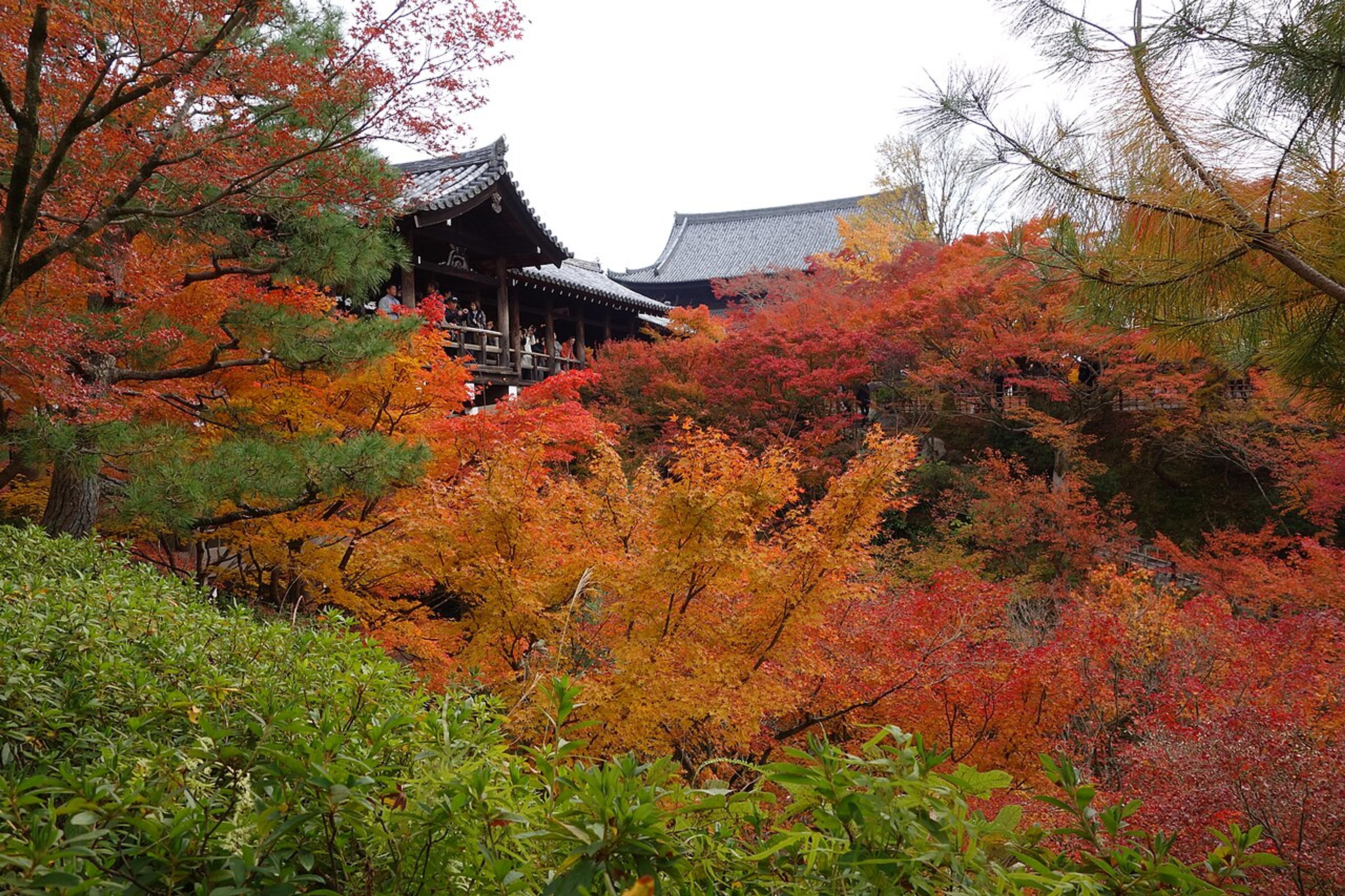 Autumn Leaves in Kyoto