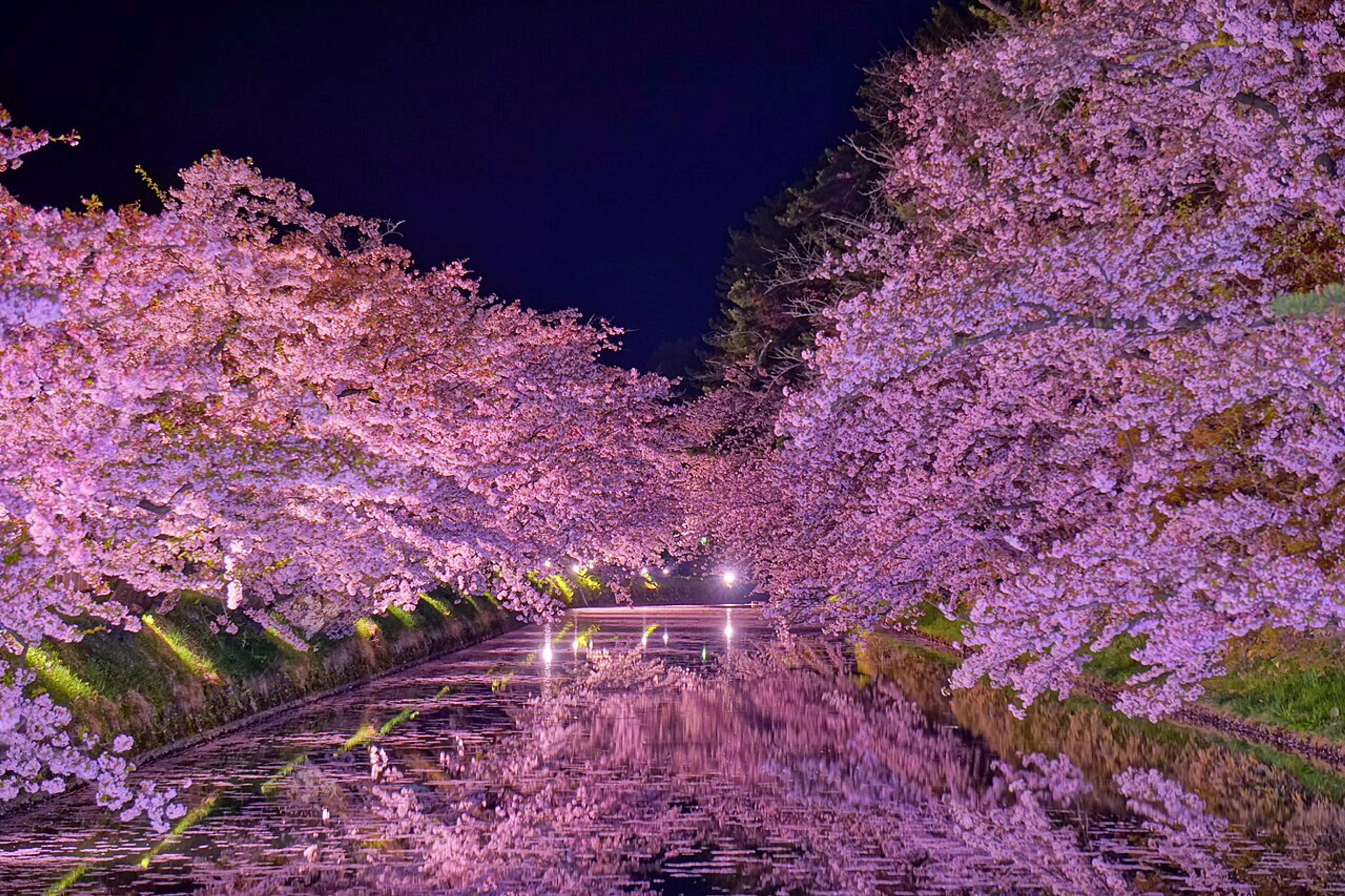 Late-Blooming Sakura: Tohoku and Hokkaido