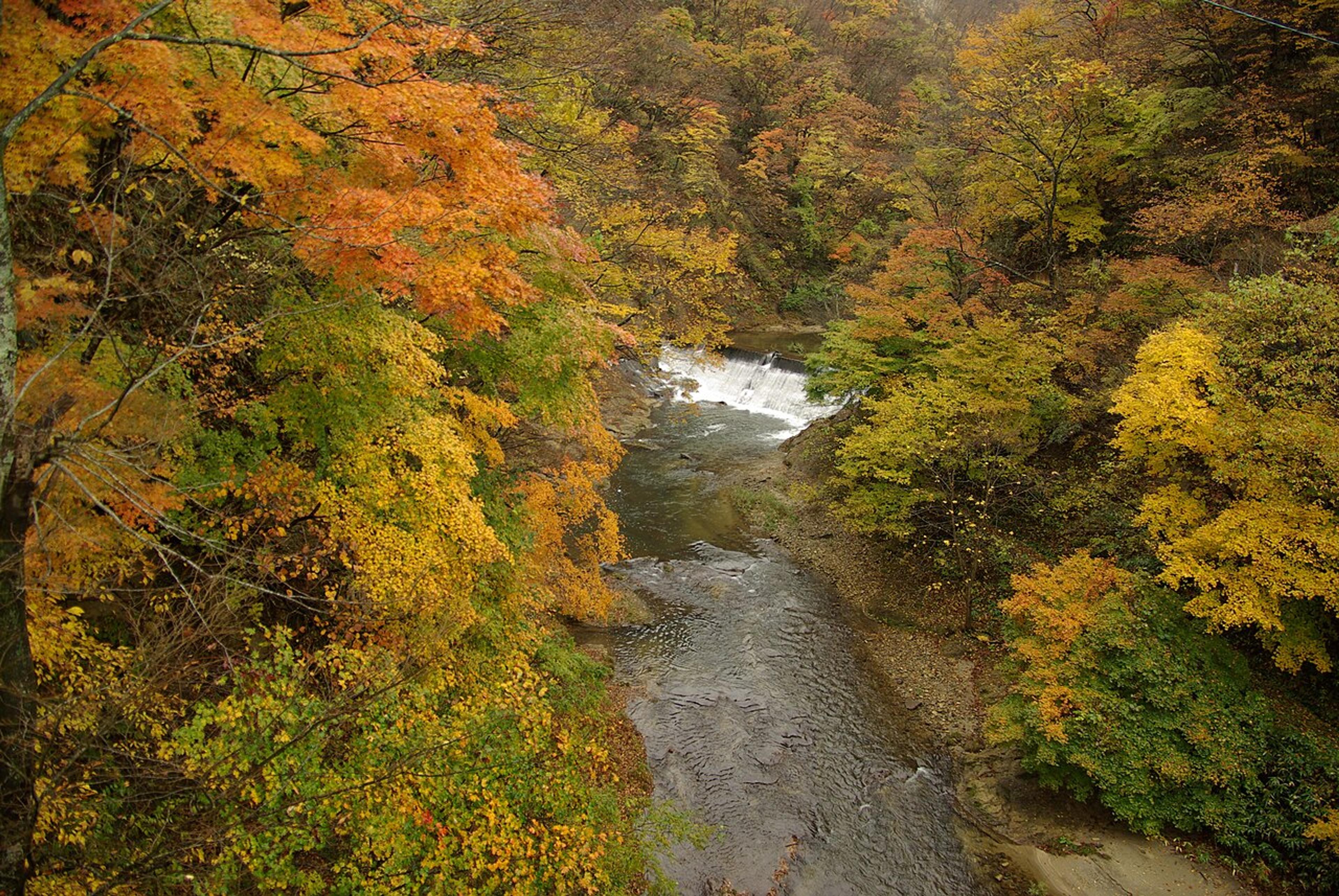 Autumn Foliage Beyond Kyoto
