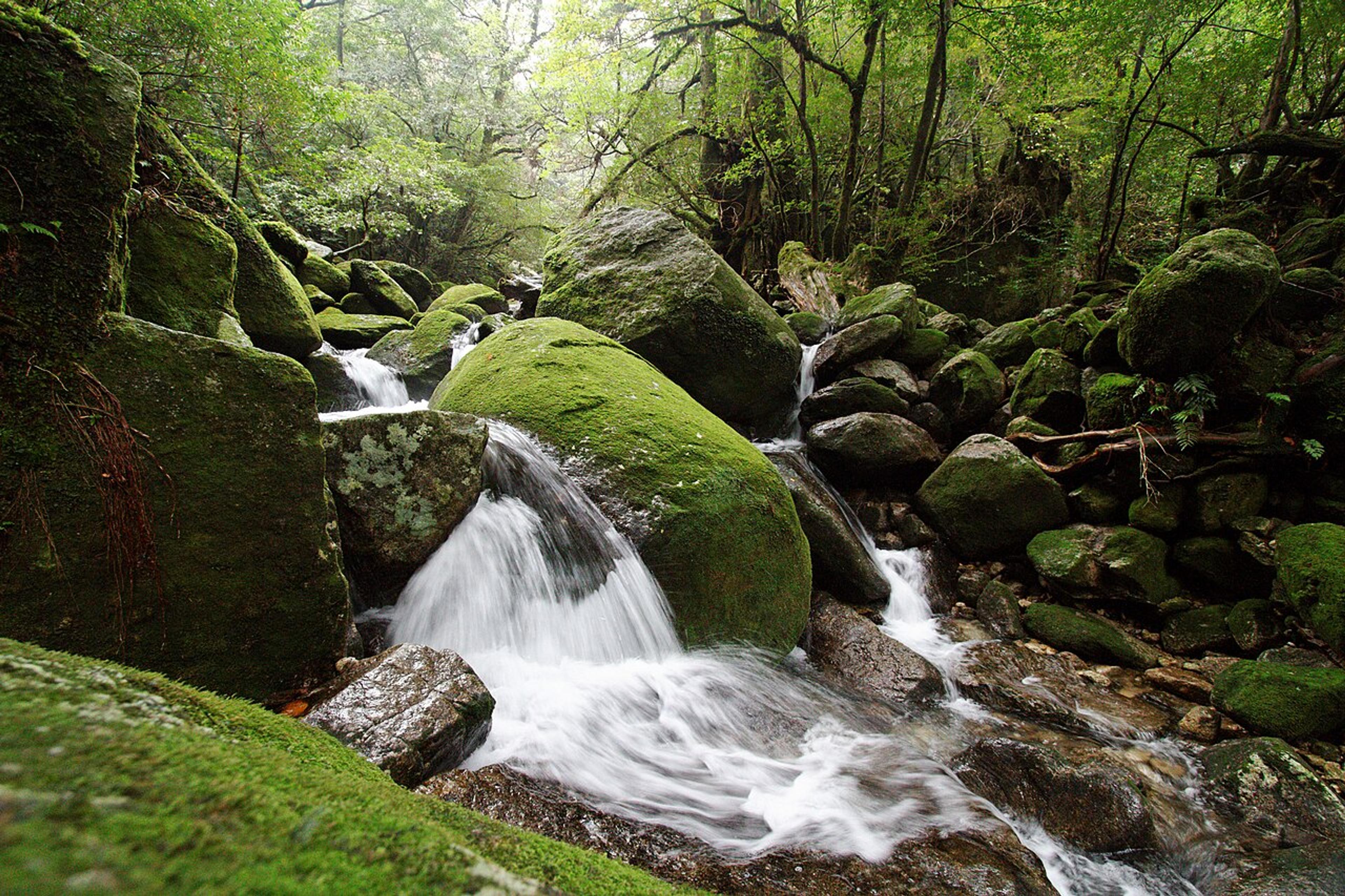 Deep Yakushima: Beyond Jomon Sugi