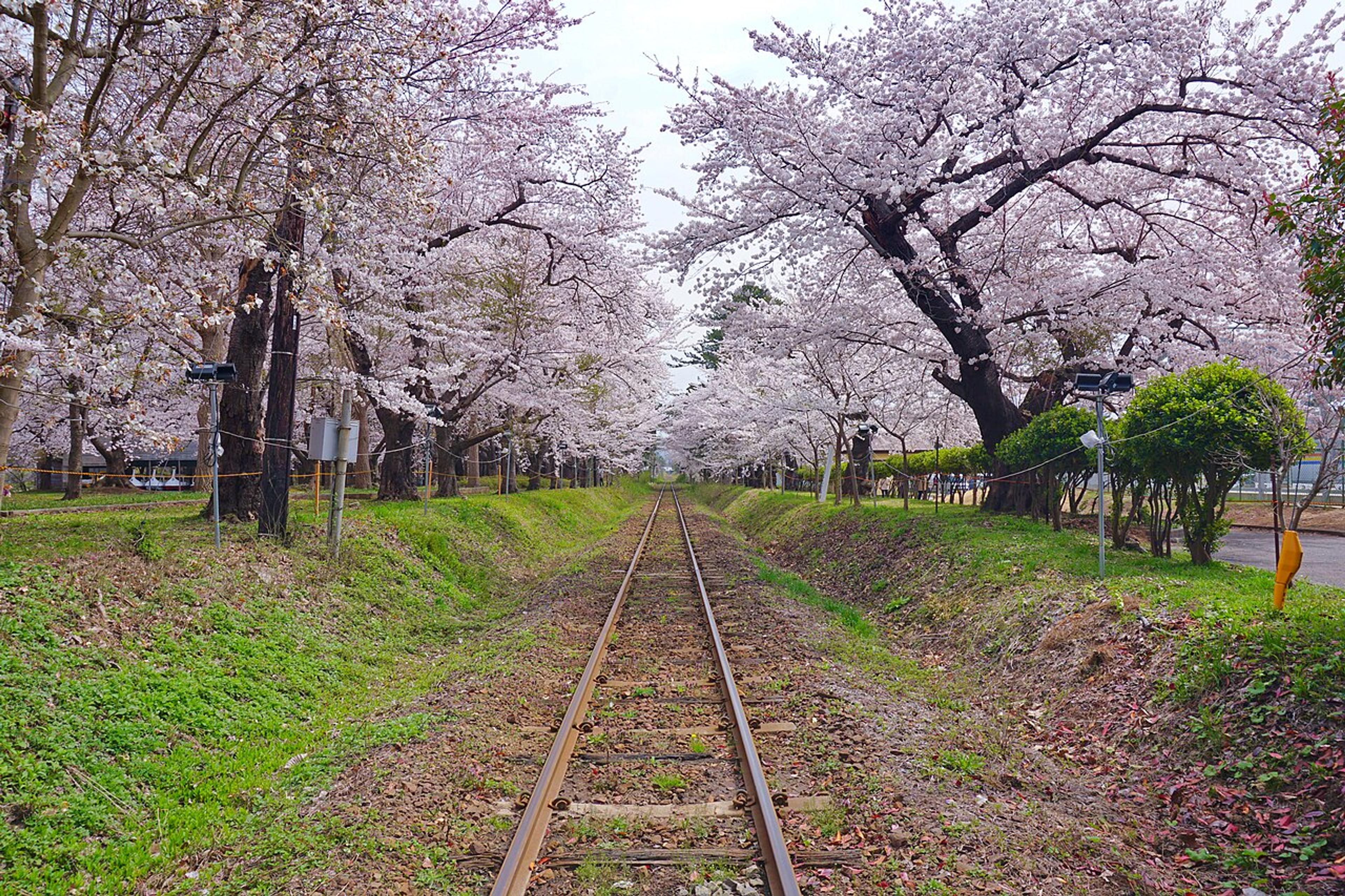 Cherry Blossom Season: Where, When, and What to Pack