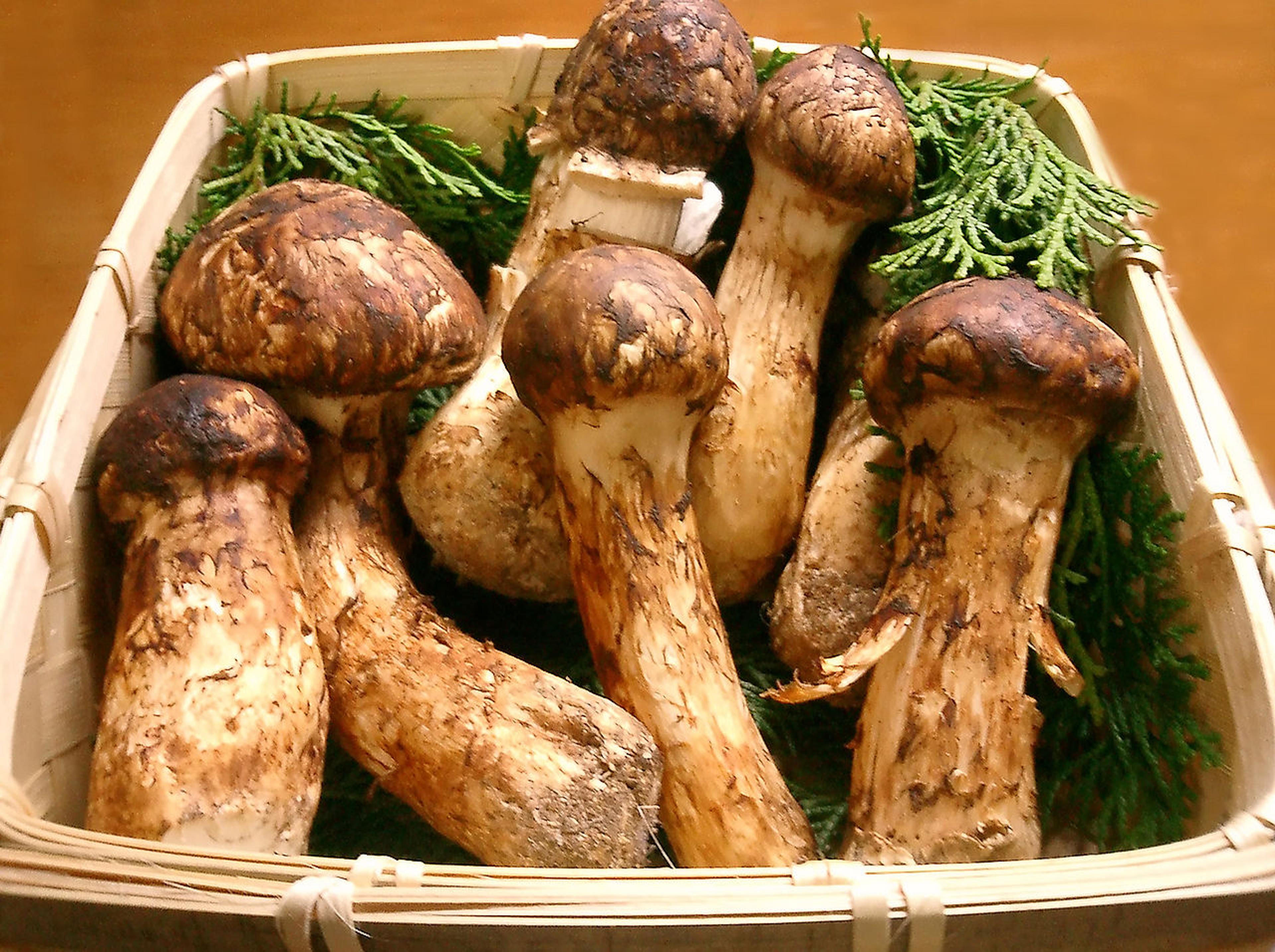 Autumn Food in Japan