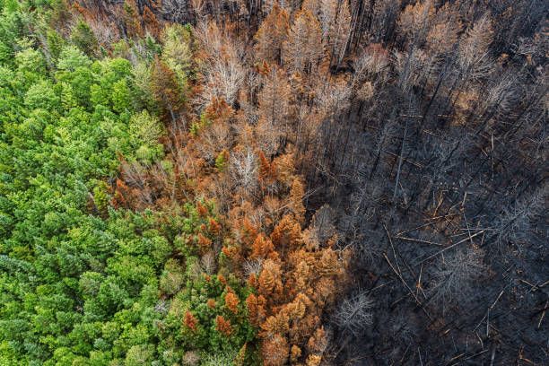 Aerial view of a forest divided between healthy green trees and an area of scorched, burnt woodland, illustrating the effects of climate change and extreme heat on natural landscapes.