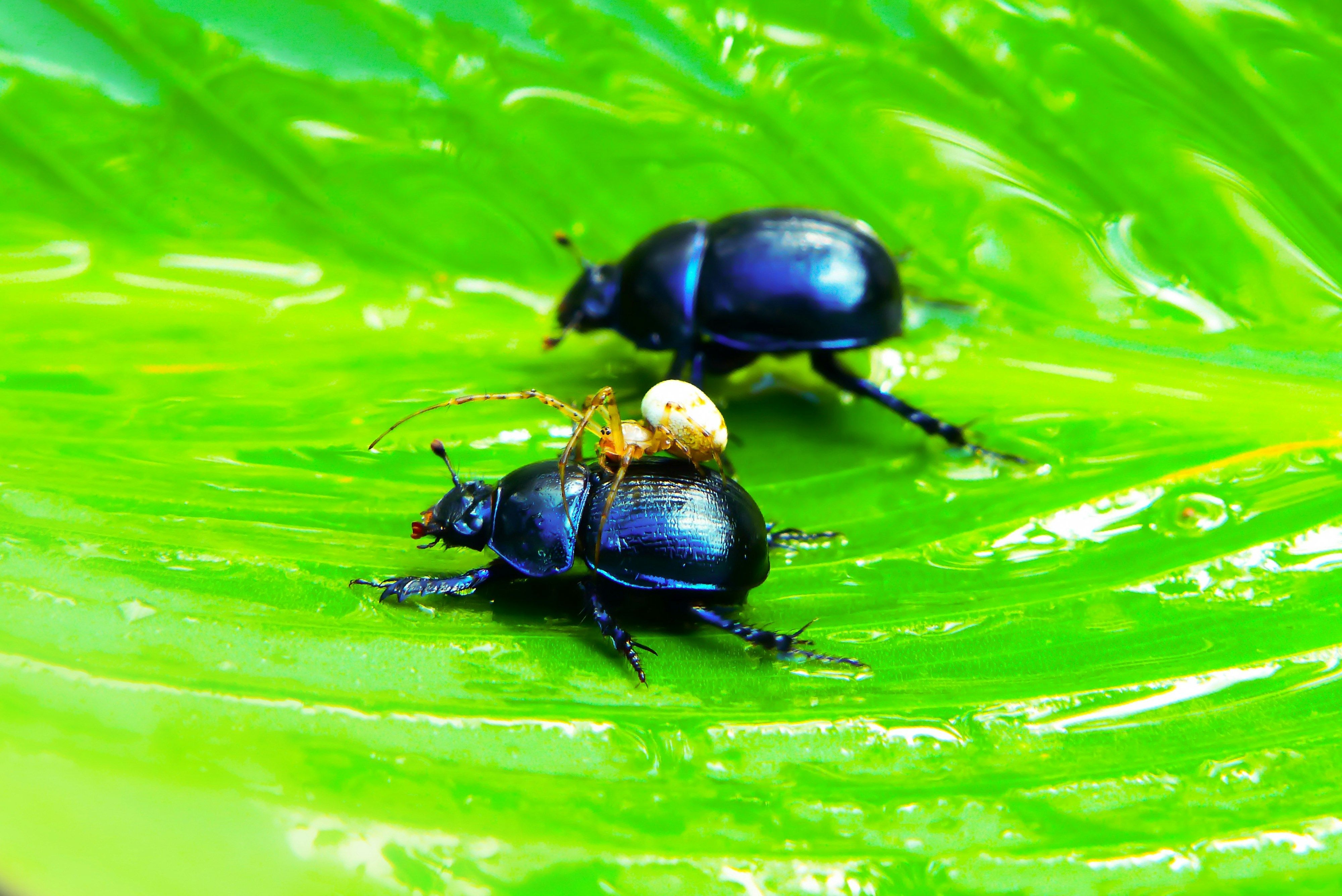 bugs