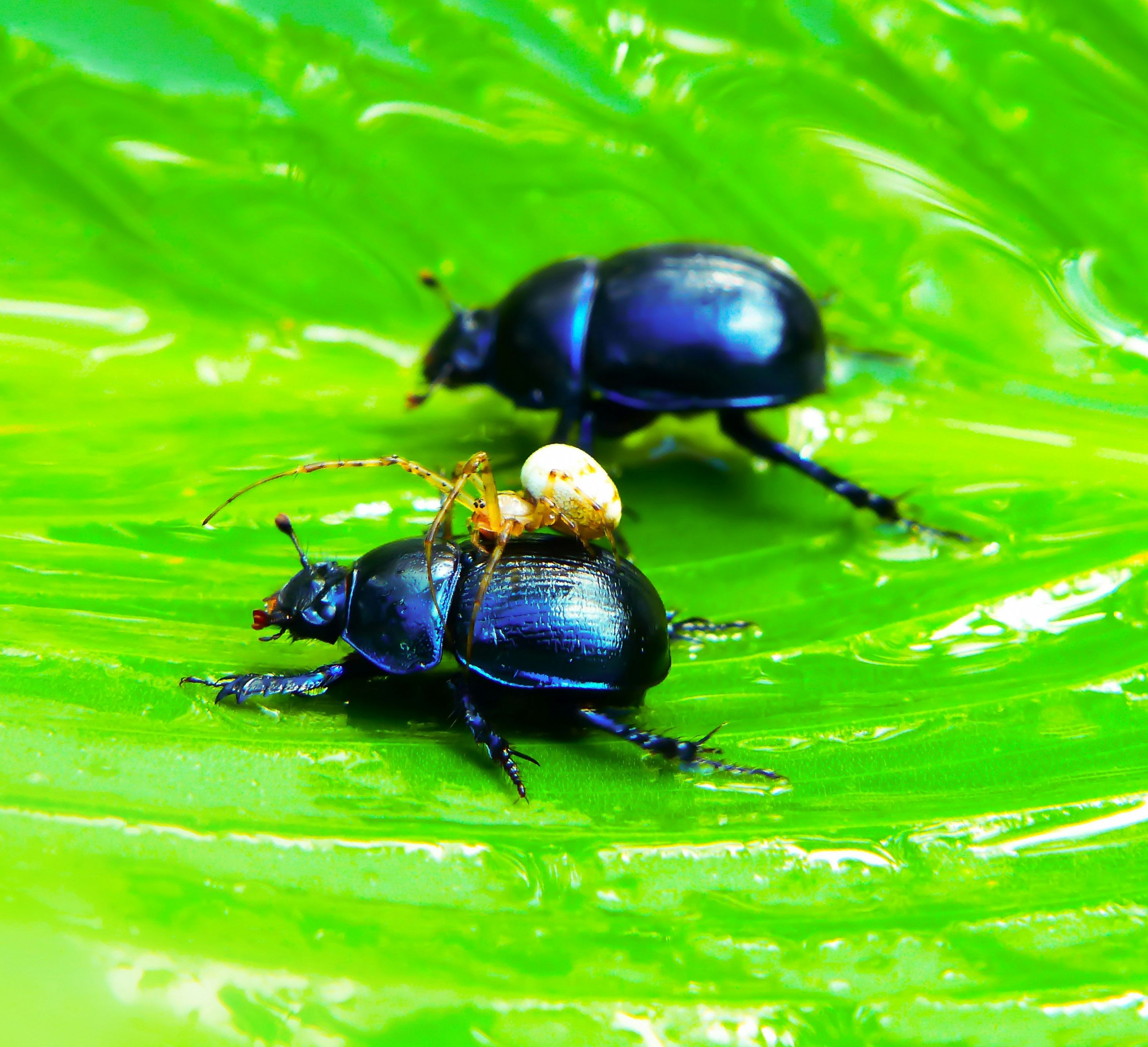 bugs