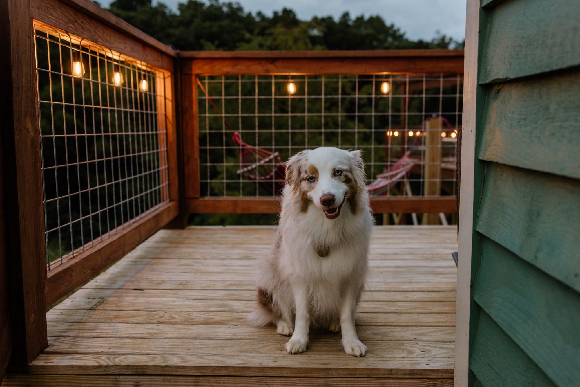 Dog enjoying the pet-friendly grounds at Sojourn Lodging