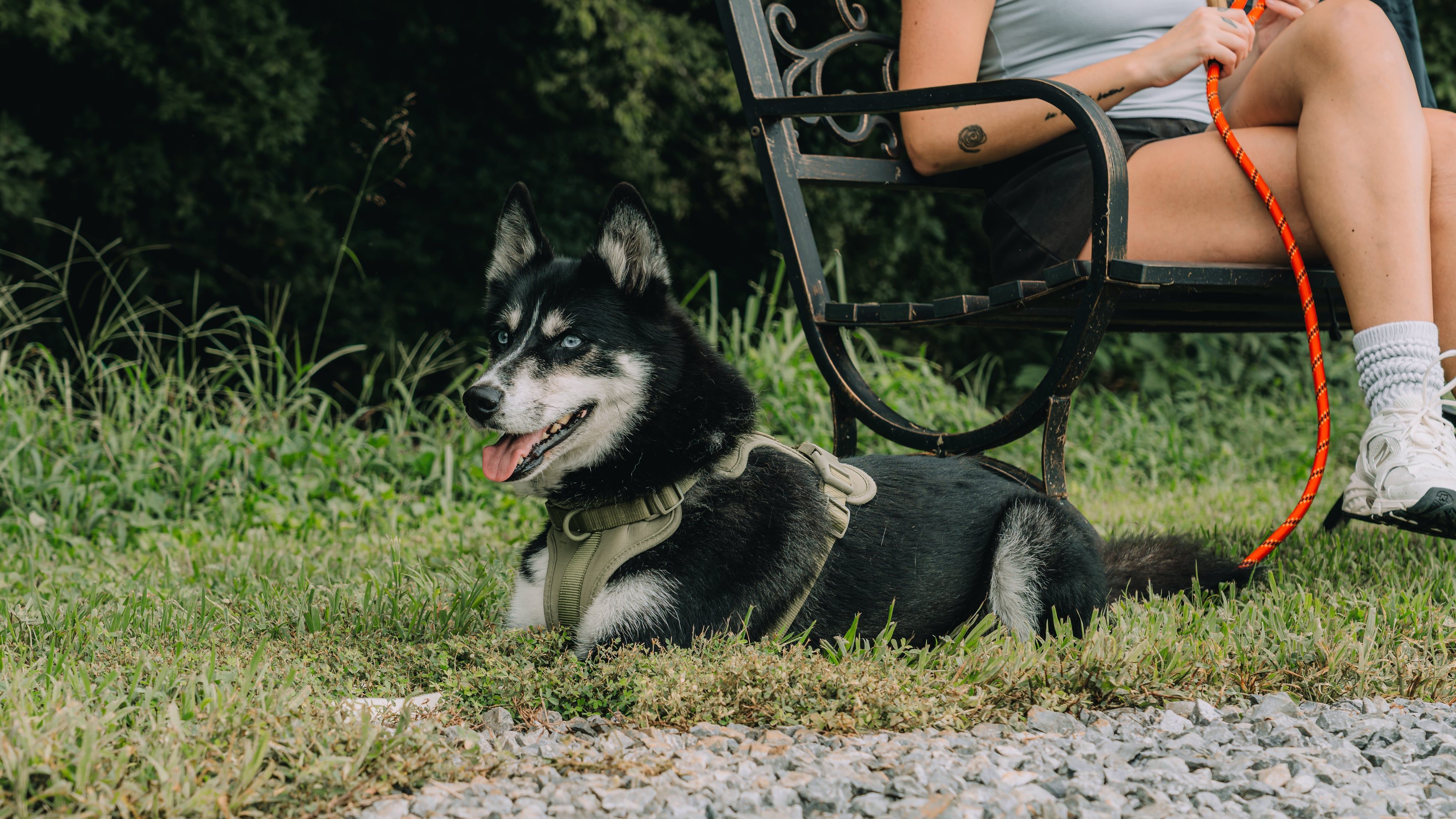 A husky lying in the grass beside a trailside bench at Sojourn Lodging