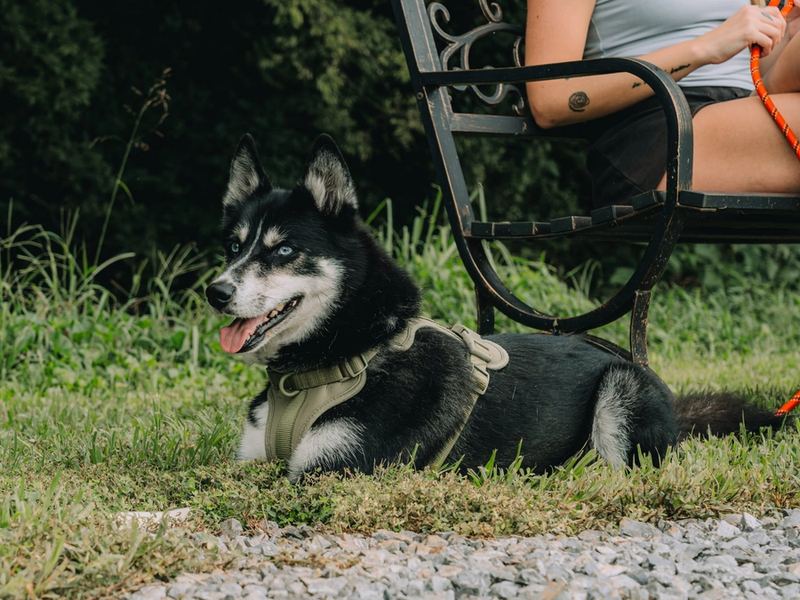 A husky lying in the grass beside a trailside bench at Sojourn Lodging