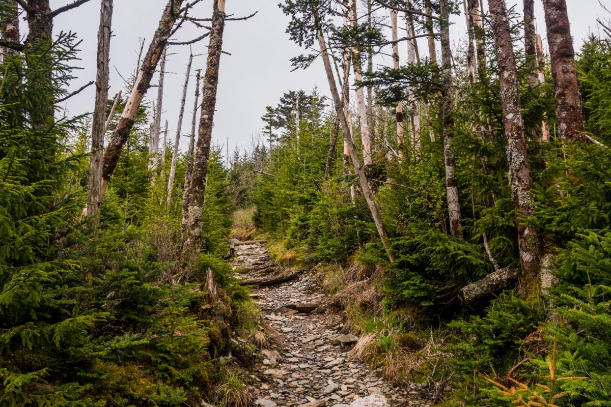Trail leading up to Mount Leconte.