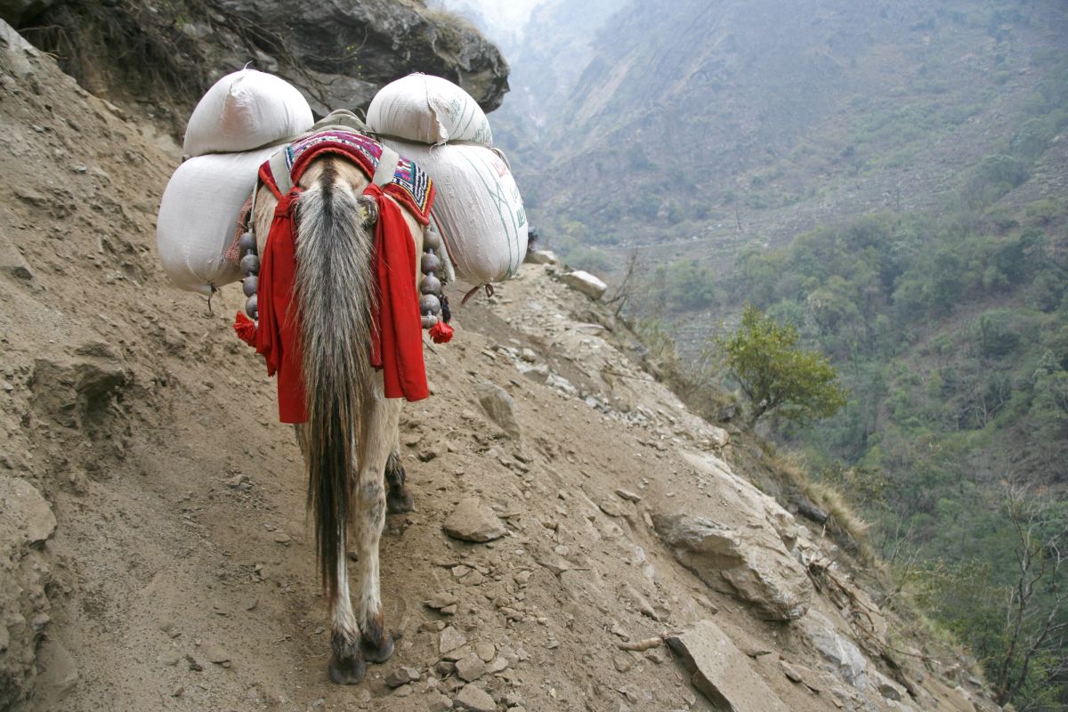 Animal carrying a heavy load of mountain gear.