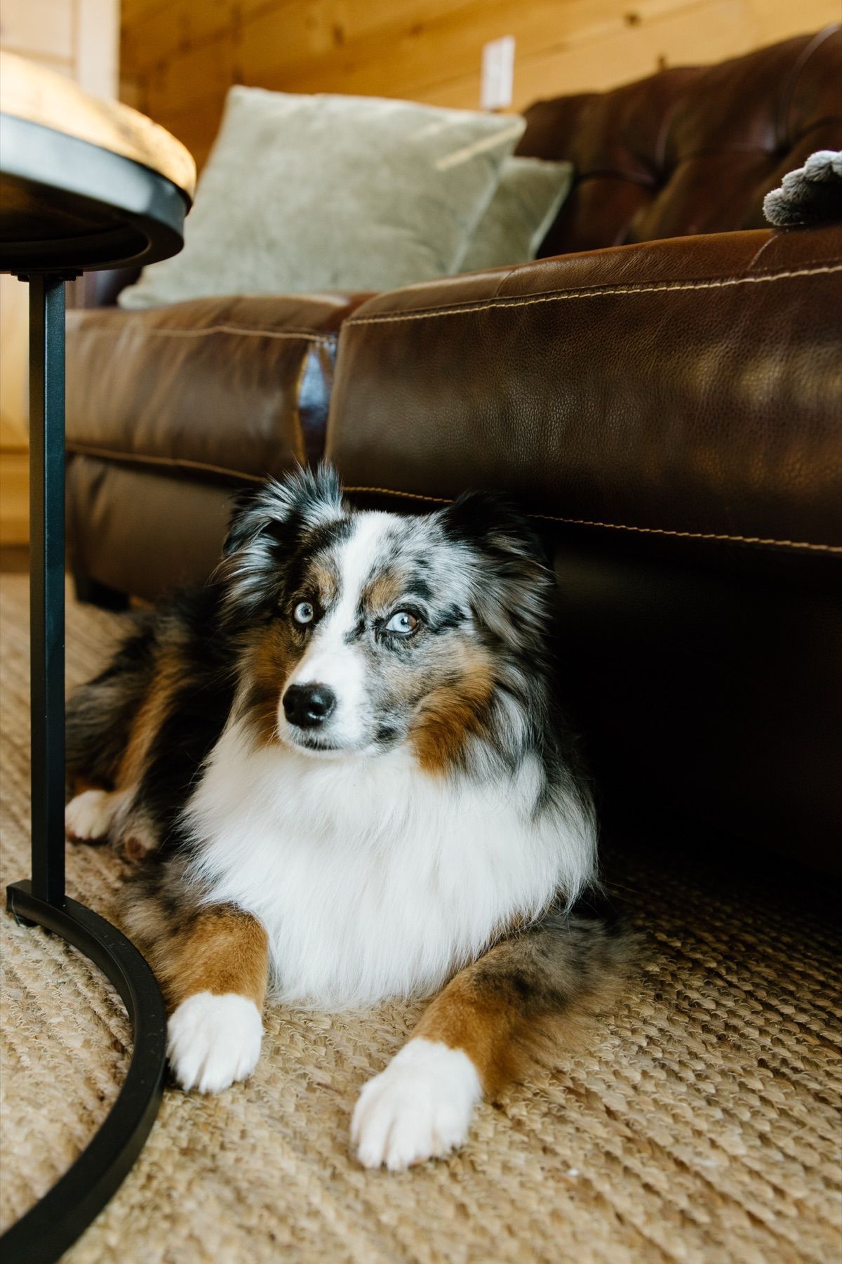 Dog enjoying the pet-friendly grounds at Sojourn Lodging