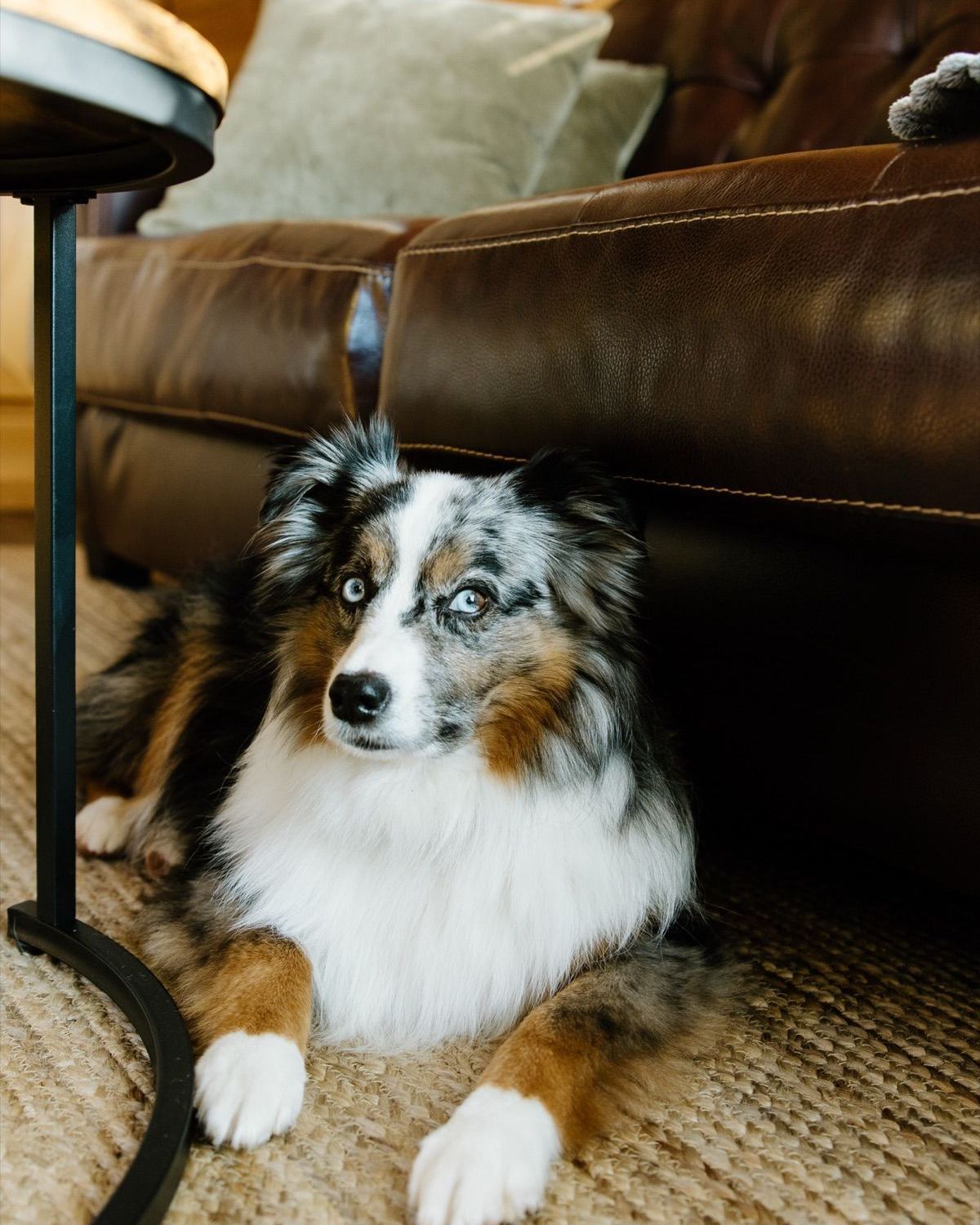 Dog enjoying the pet-friendly grounds at Sojourn Lodging