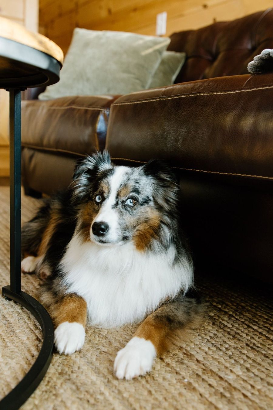 Dog enjoying the pet-friendly grounds at Sojourn Lodging