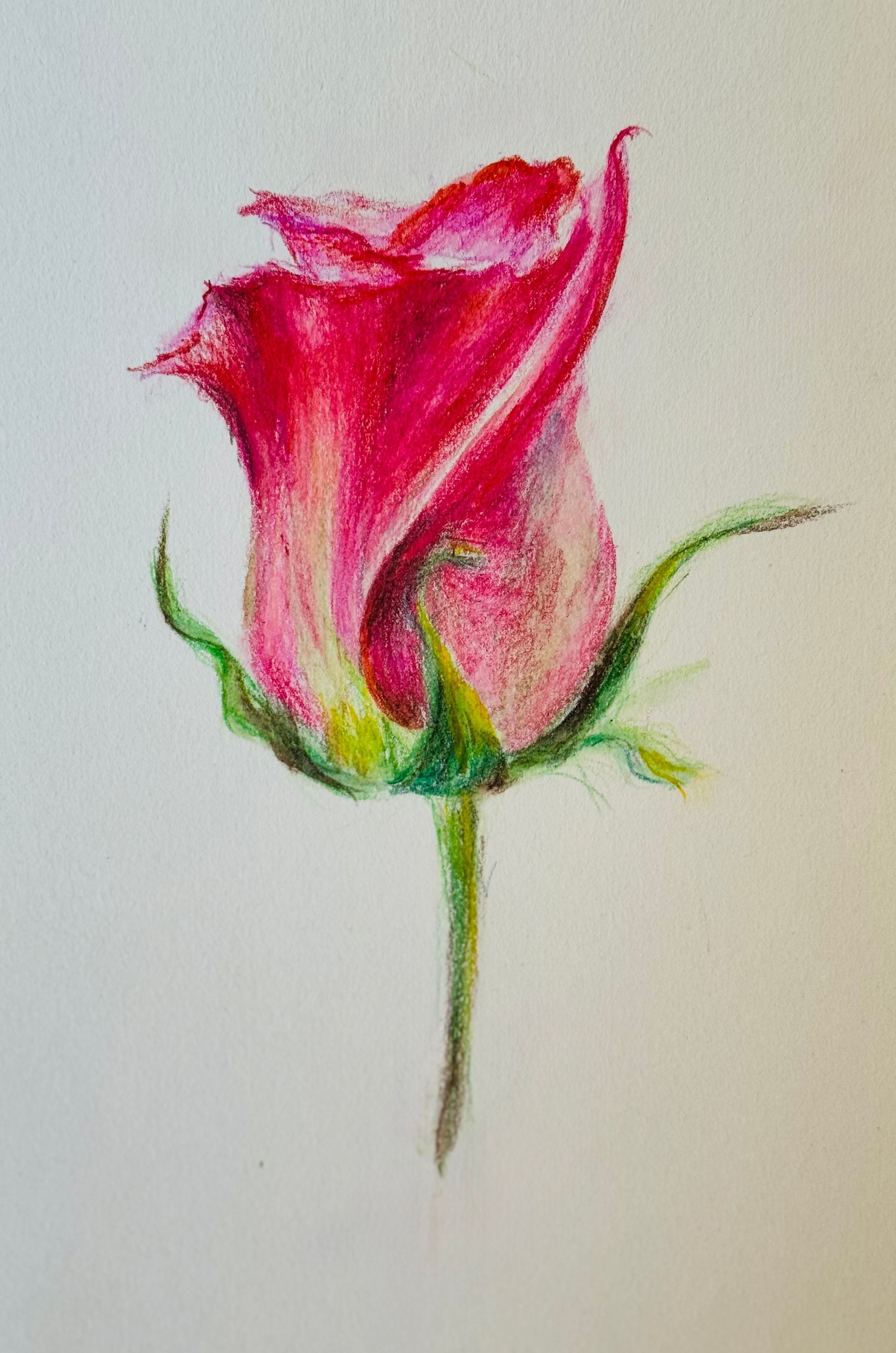 Tulip in Watercolor Pencils — Watercolor pencils on paper by Shue Snyder