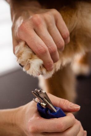 Best dog nail clippers