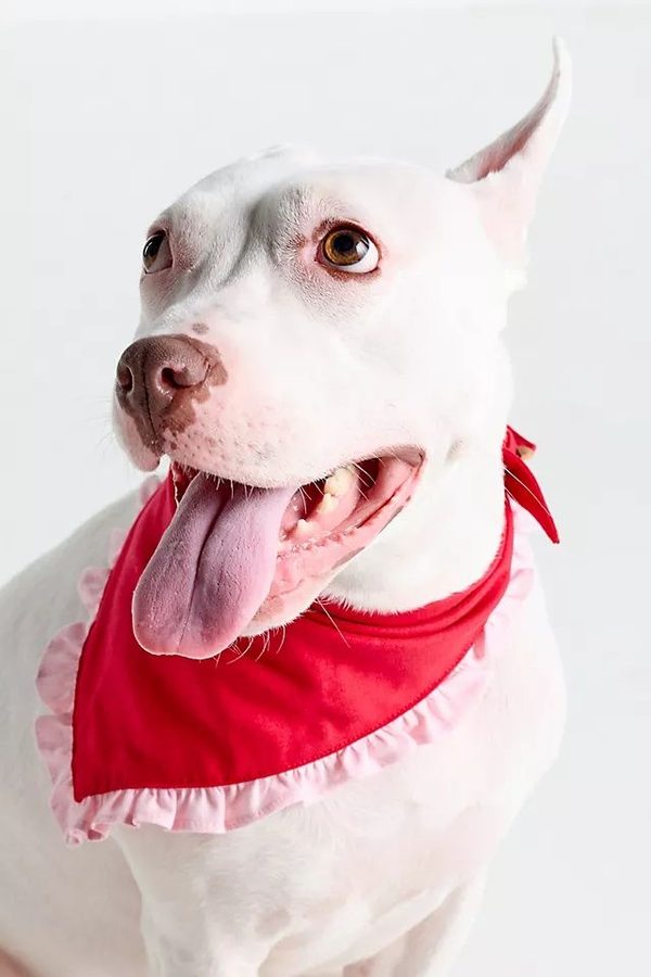 The Foggy Dog ruffle pet bandana