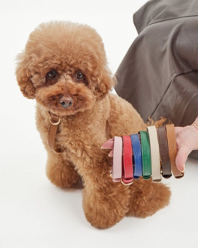 Australian Dog Collars Your Dog Will Love