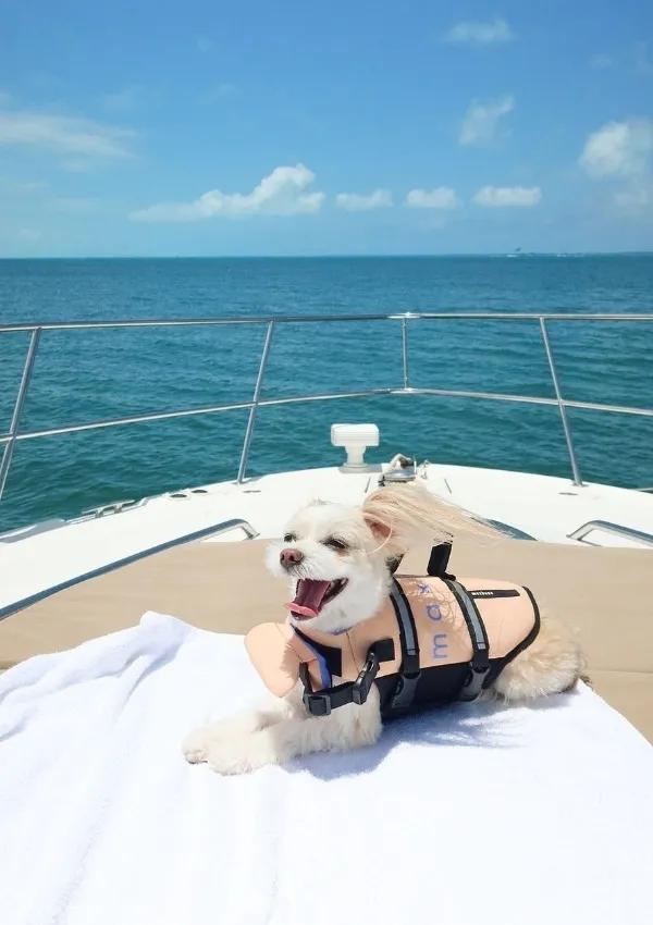 21 Dog Travel Accessories For Your Next Holiday