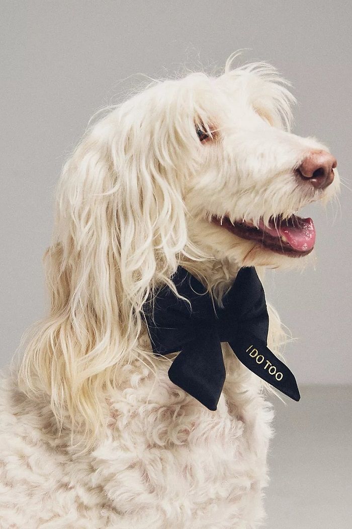 16 Best Dog Bow Ties for Dapper Pups