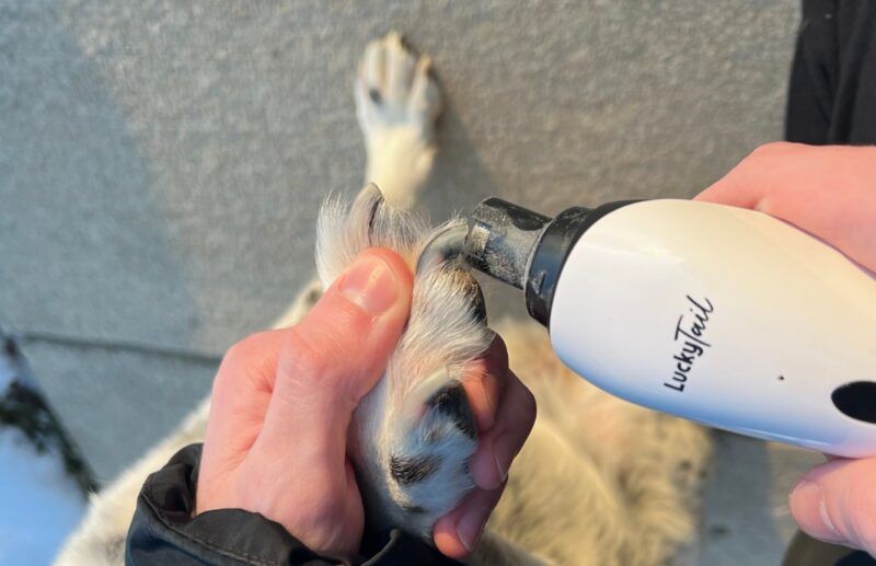 LuckyTail
