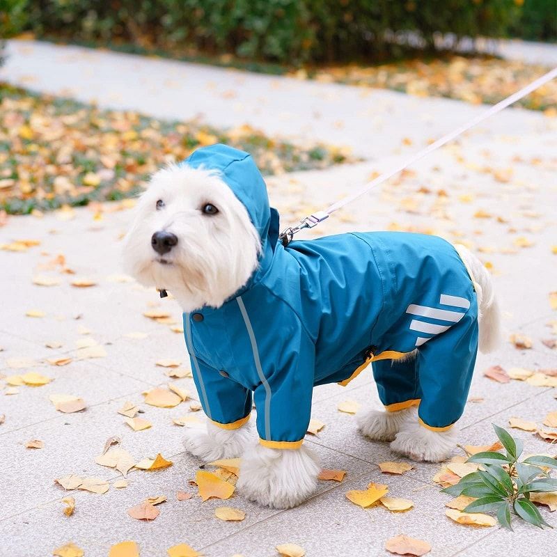 16 Best Dog Raincoats More Trendy Than Yours
