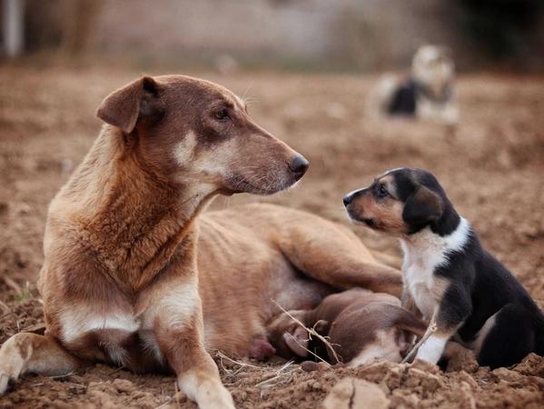 Dog Years to Human Years