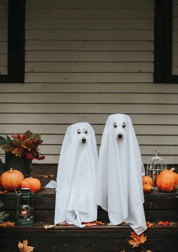 263 Halloween Dog Names That Are Simply Eerie-sistible