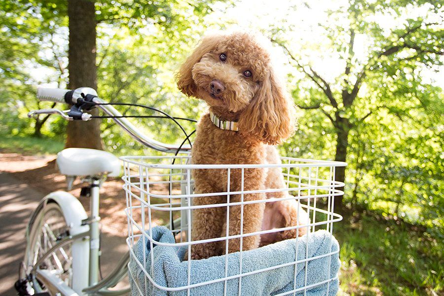 Bicycle Basket Trends