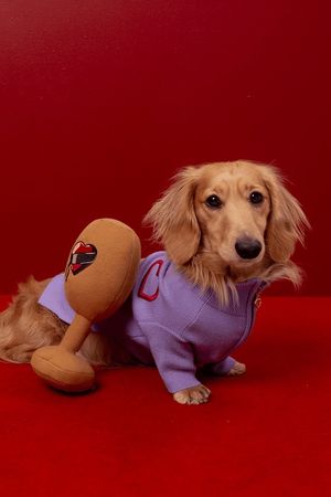 Dog Toys