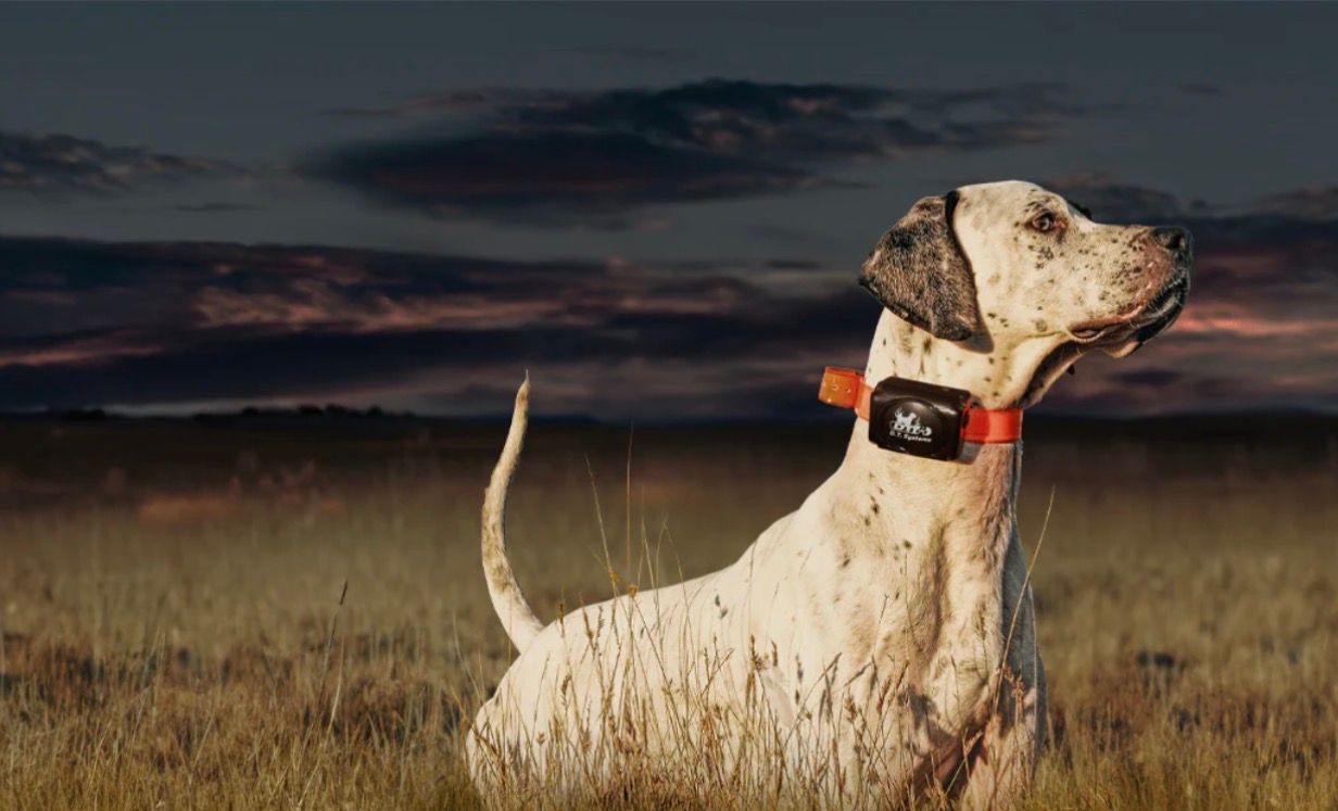 A white and black spotted dog wearing an orange e-collar stands in a grassy field at sunset.