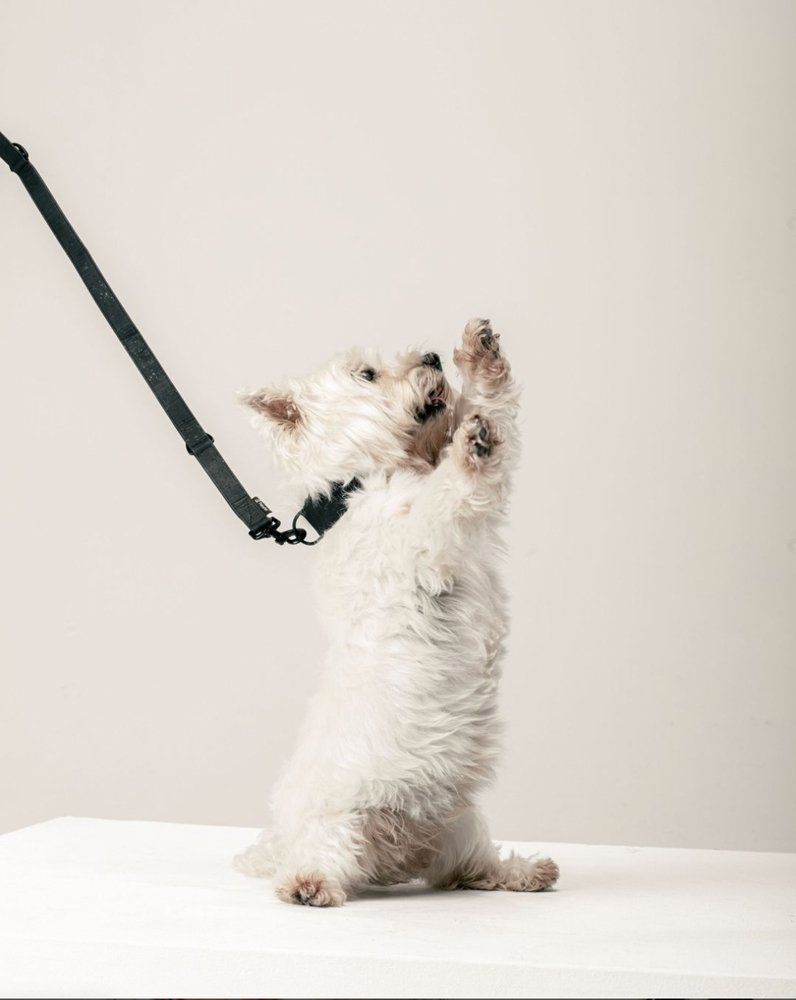 8 Stylish Apple AirTag Dog Collars & Accessories