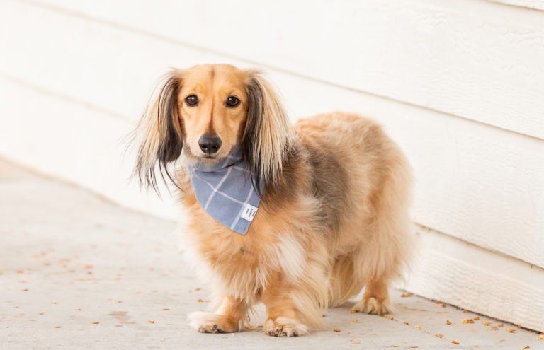 Dog Apparel & Accessories