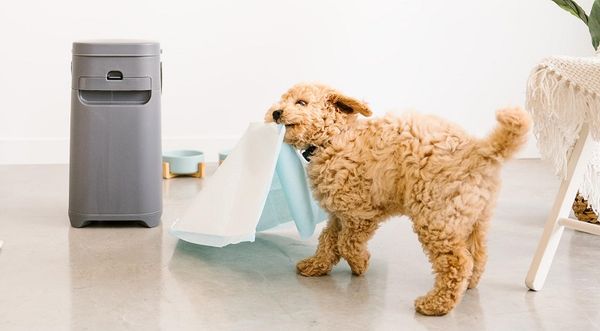 Best Pet Tech for Dogs