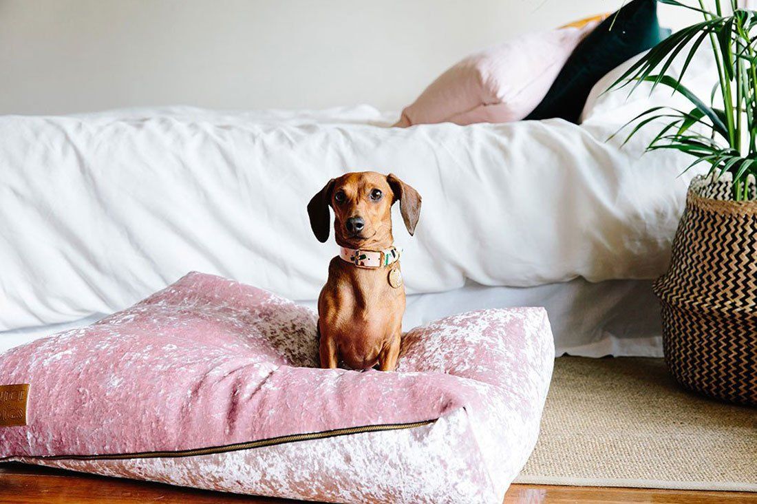 Trending: Blush Dog Accessories