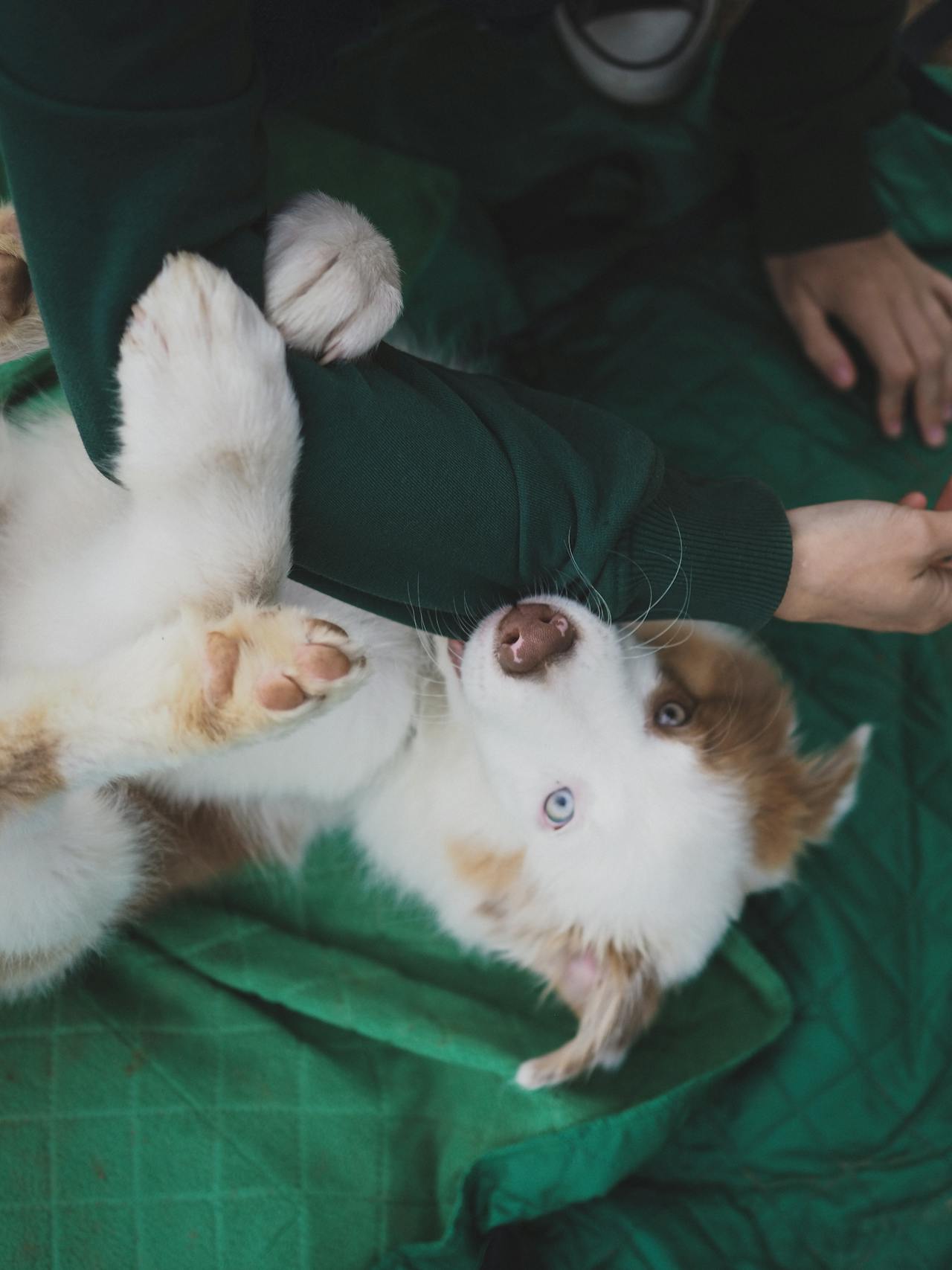 Dog Cobbing: What It Means and Why Dogs Do It