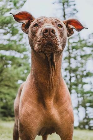 10 Best Hairless Dog Breeds