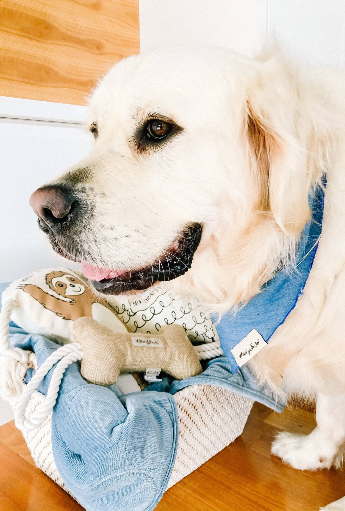 PetBarn Goes Luxe! Everything We Want From Their Exclusive New Range