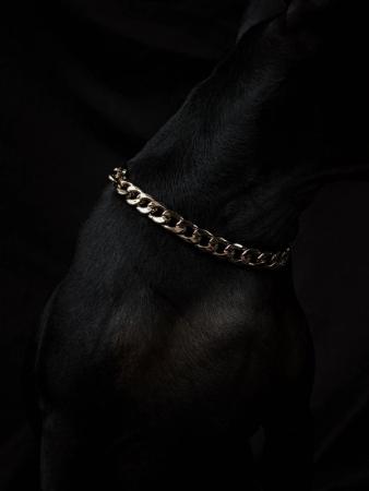 Best Gold Chain Dog Collars