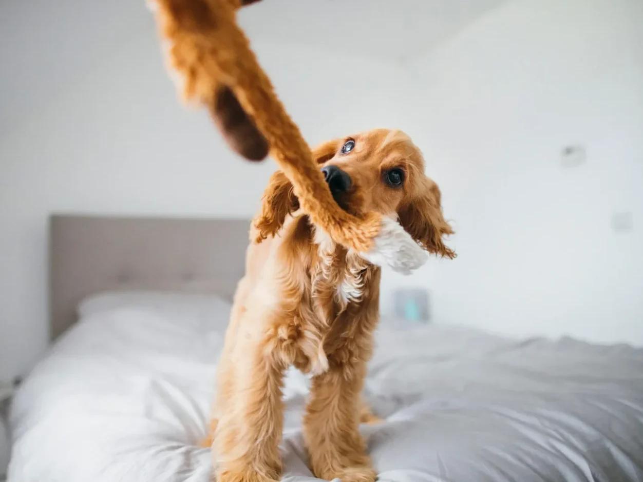 Not All Dog Toys are Equal: How to Choose Quality Dog Toy Brands