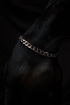 Pawsh Collar Cuban Link dog chain accessory